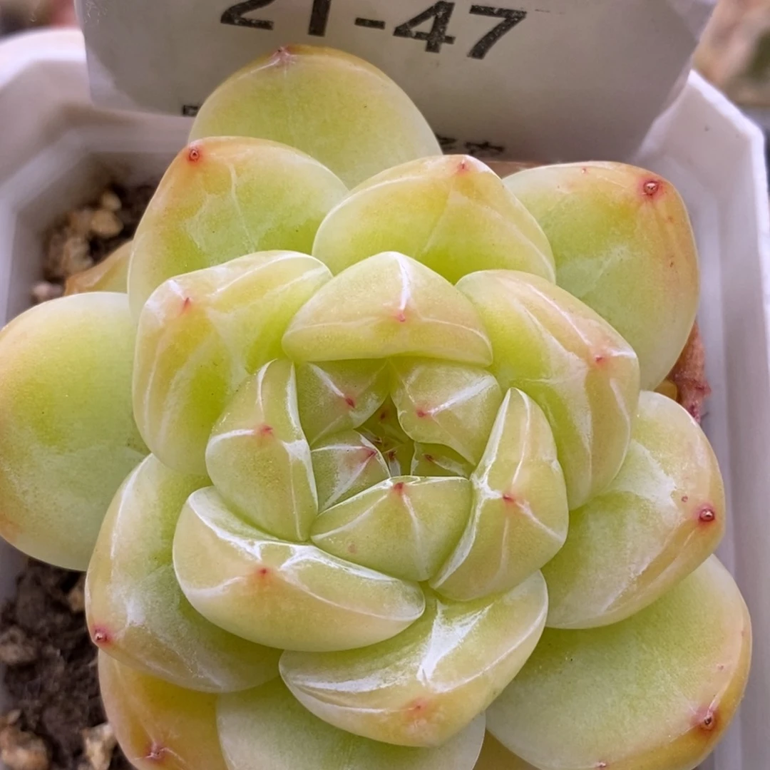 【闪购商品】21-47