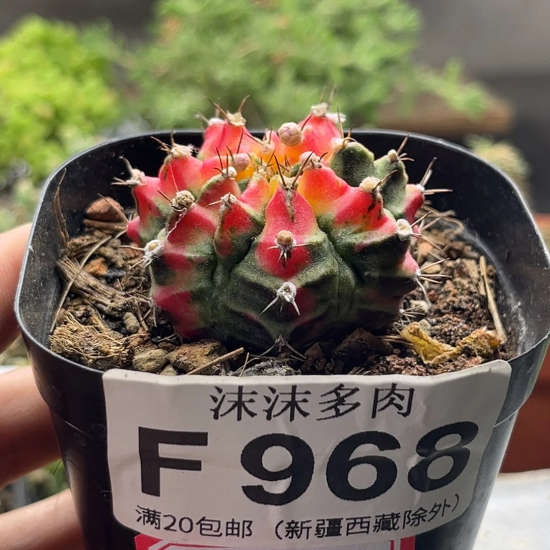 花蝴蝶 968。