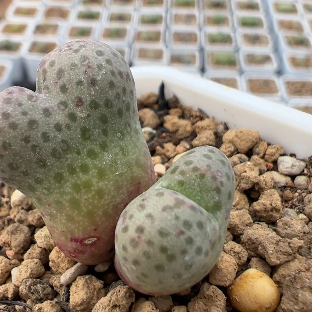 比*不36多肉植物百科知识