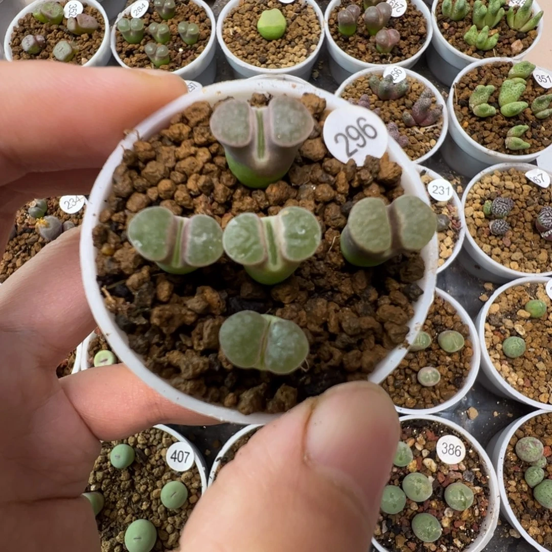 班克雪花磁铁一颗脱土2960000