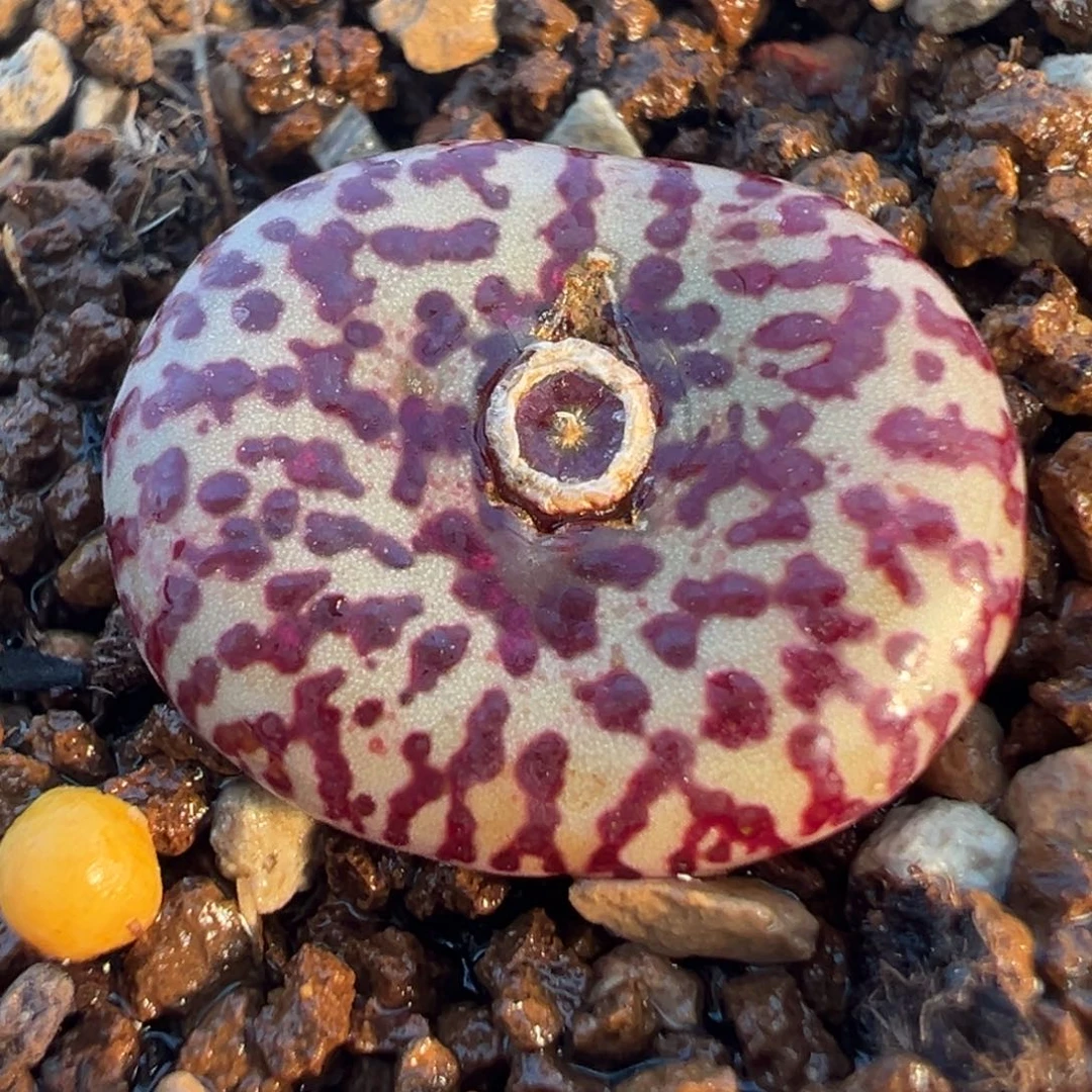 霓虹安贞多肉植物百科