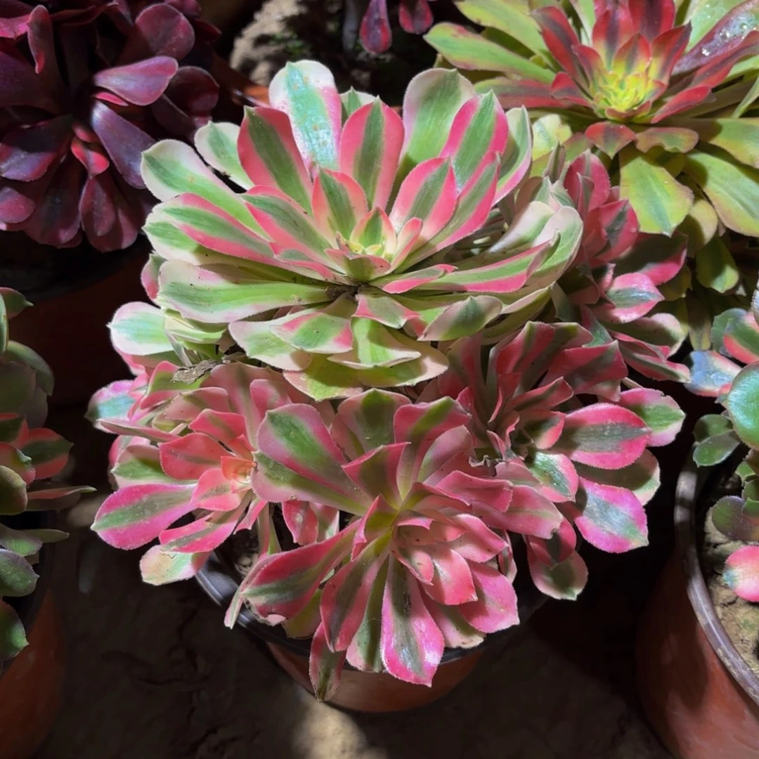 七彩女巫9.9法师木质