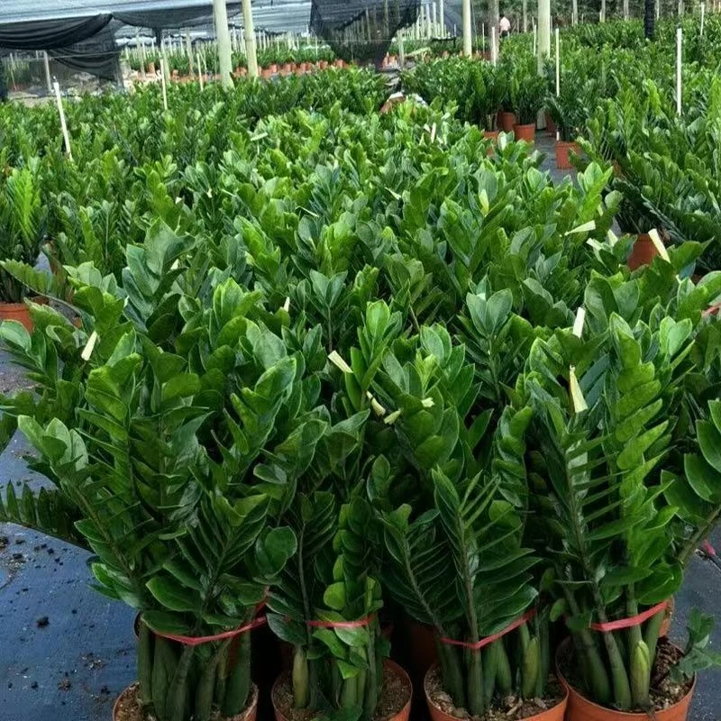 大型金钱树盆栽植物室内绿植客厅四季常青好养绿植大摇钱串子小发