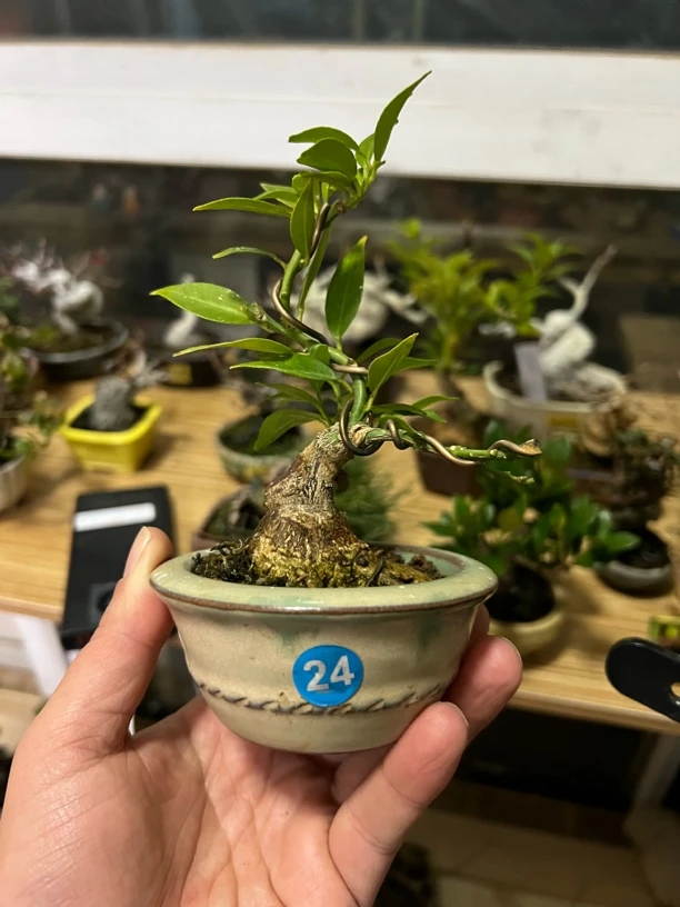 小品盆栽八房柑微型盆景