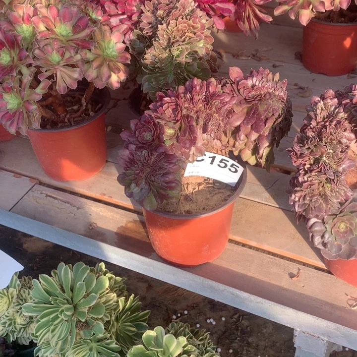 155万圣节缀多肉法师