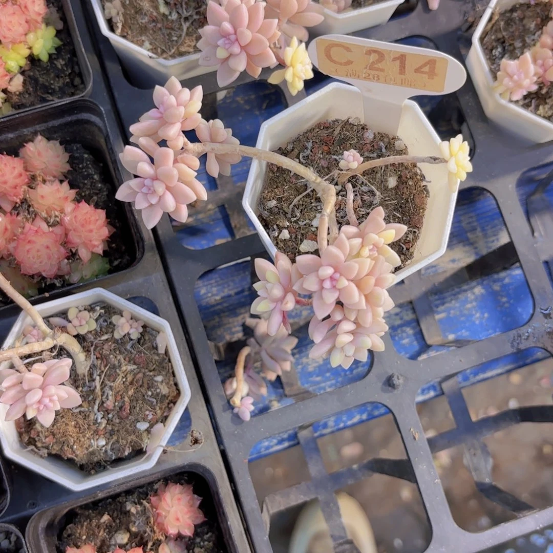 C214姬秋丽一物一拍