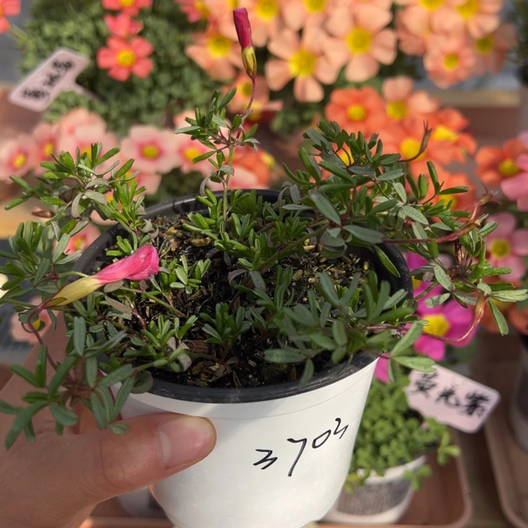 叫**栗冰莹桃之辉