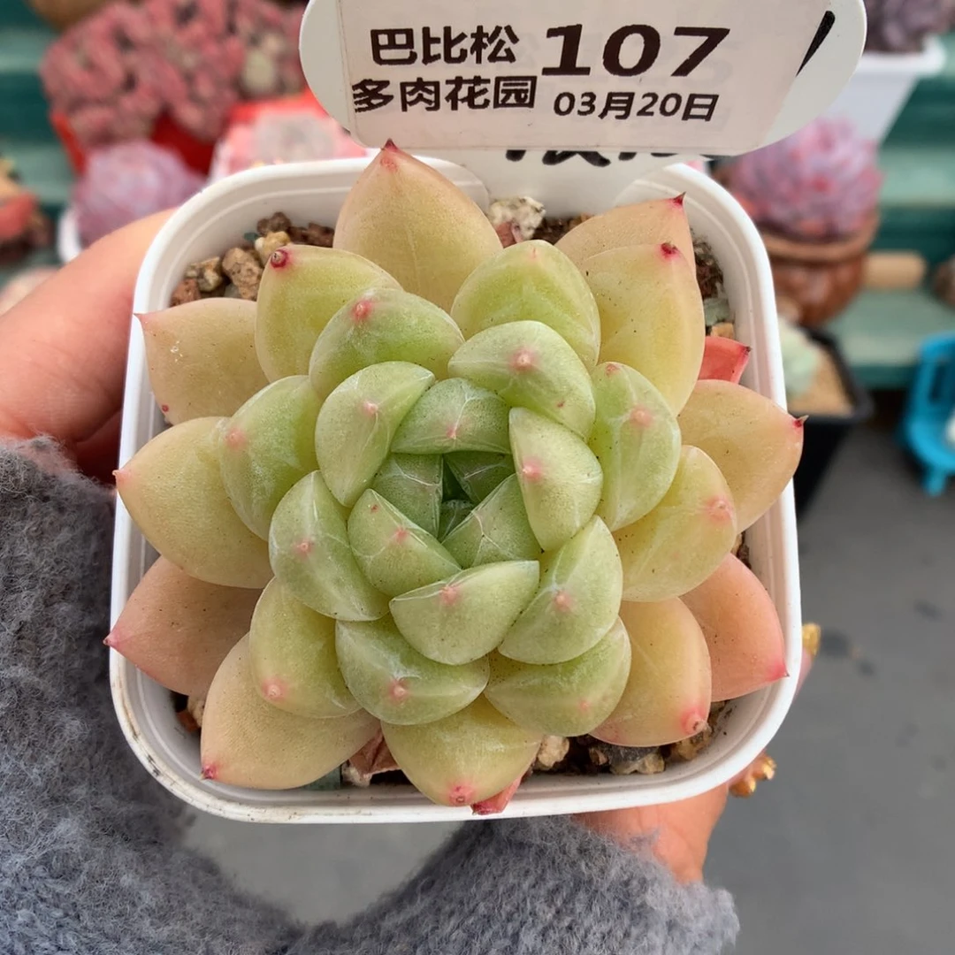 107绿透钻石珍妮多肉植物