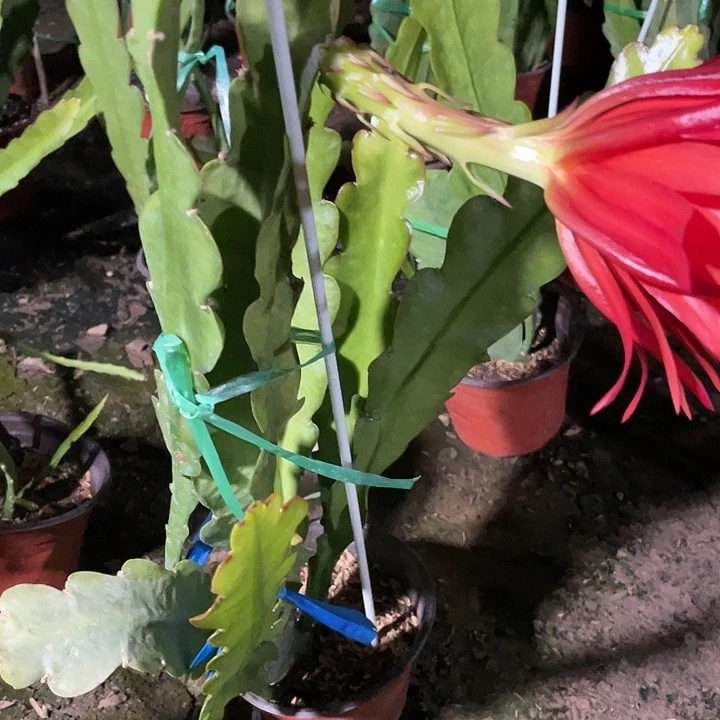 燕***2令箭荷花盆栽207号