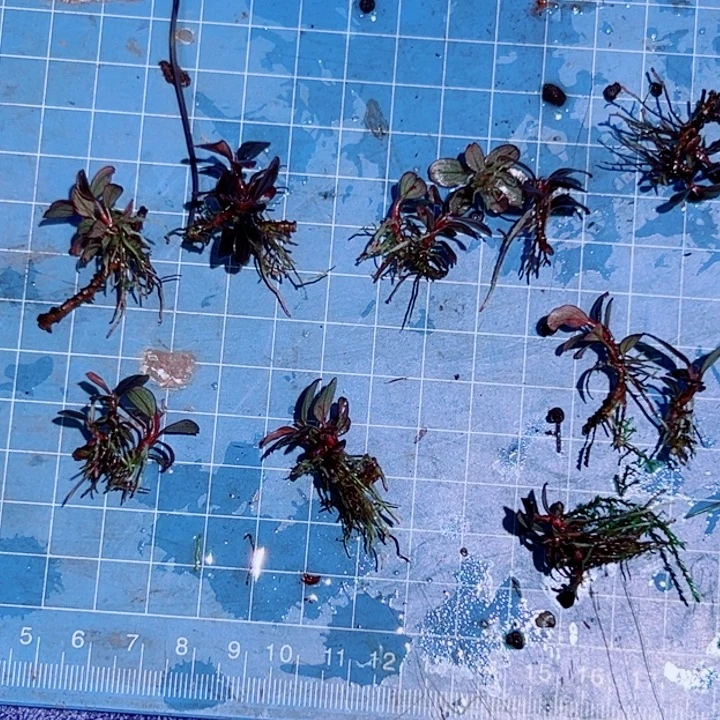 无花朵福利辣椒冰碎14海