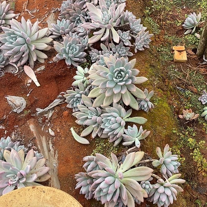 奥普19.8米 量拍多肉