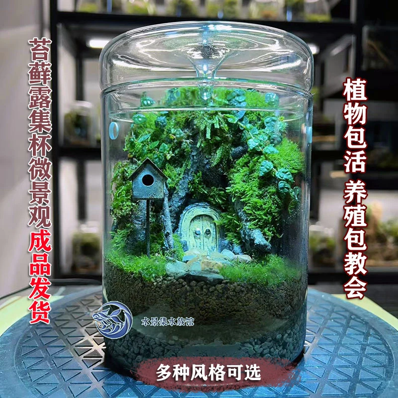 苔藓微景观鲜活苔藓露集杯成品发货办公摆件玻璃花房免打理自循环
