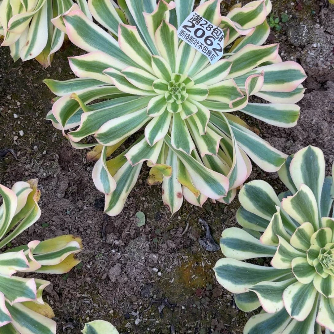 H. 2062锦如云多肉1，cad