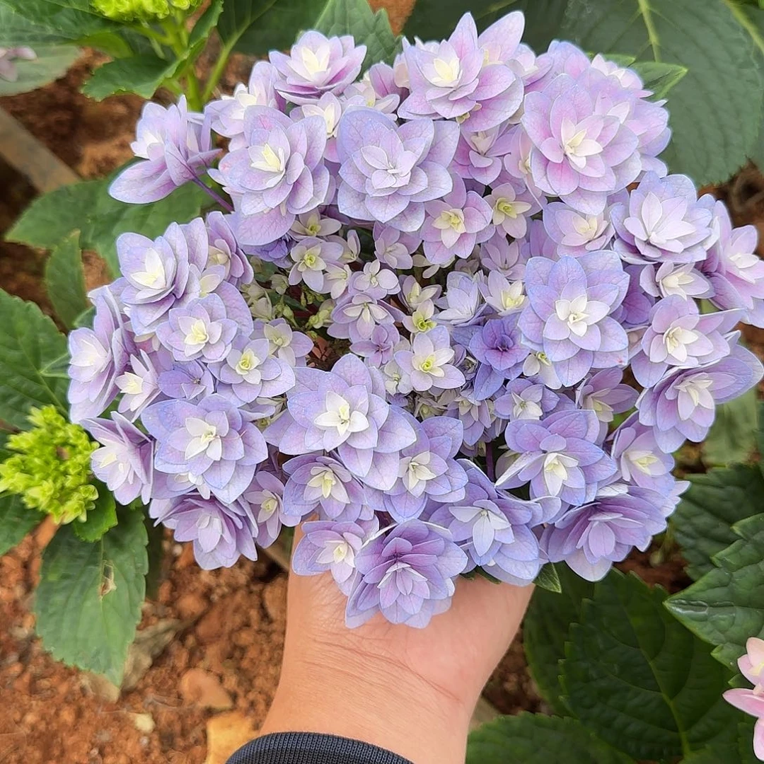 绣球切花一物一拍3枝起包邮，62