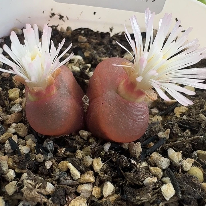 老马生石花双头吕红111