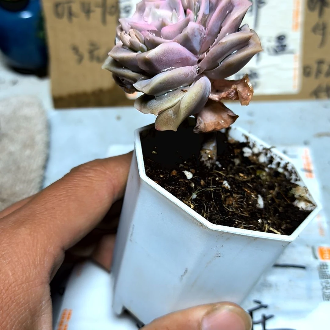 满6元包邮，粉色可爱玫瑰老苗代杆