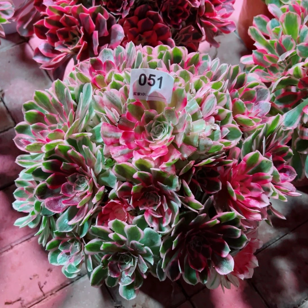 51孔雀法师多肉植物