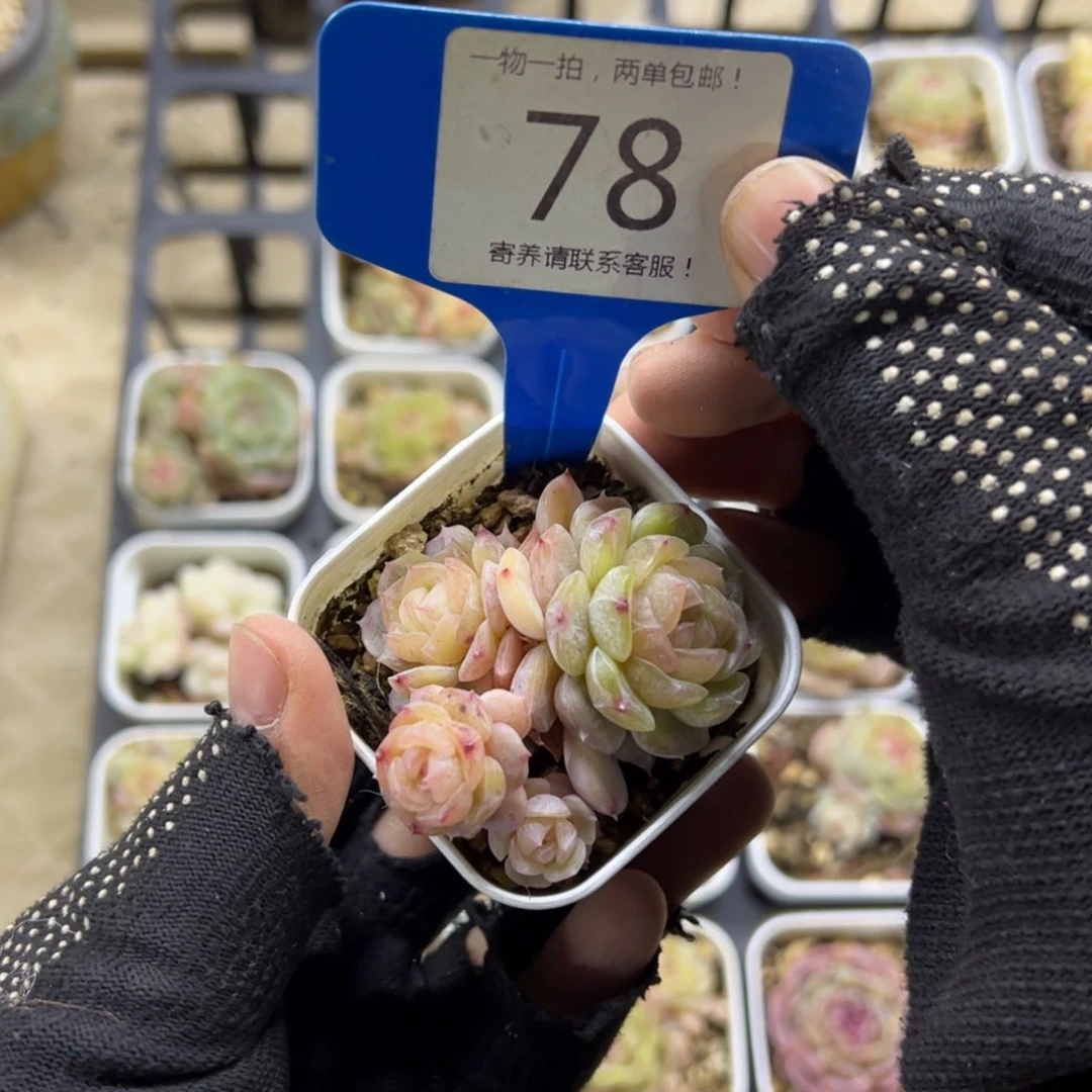 红陶78号多肉植物