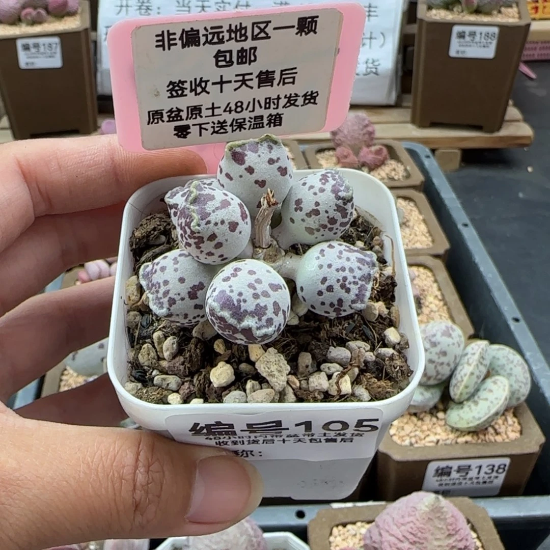 悦****?105丸叶海豹多肉