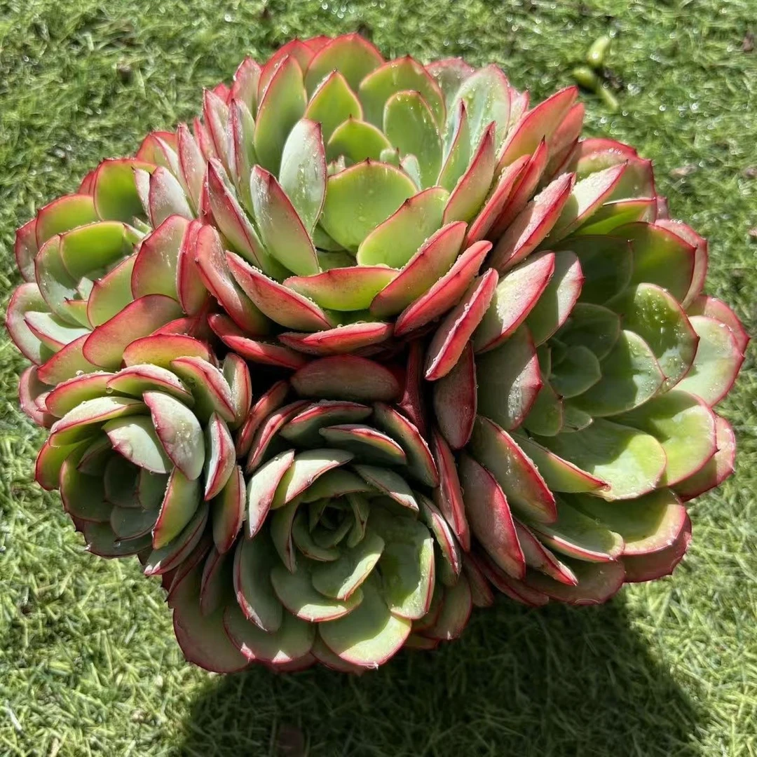 牡丹亭满15包邮 多肉植物 新手好养好活 阳台庭院