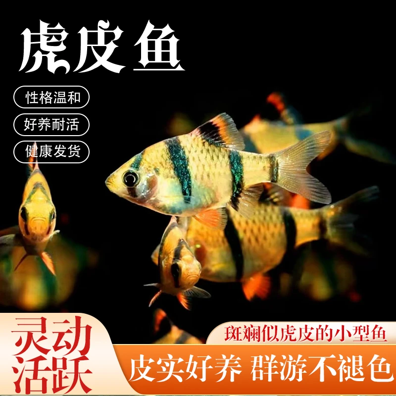 可以混养的虎皮鱼四间虎易活小型热带淡水观赏鱼活体养殖耐活