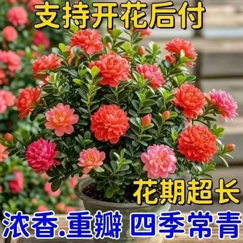 耐寒四季开花重瓣青杨盆栽室内外好养花卉盆景