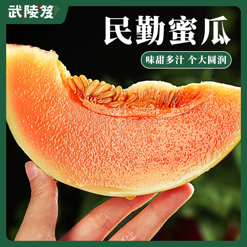 甘肃沙漠蜜瓜民勤蜜瓜金红宝甜瓜新鲜水果新鲜采摘黄河蜜瓜哈密瓜