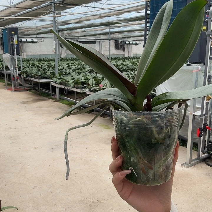 完全开放大财主 带花剑发货