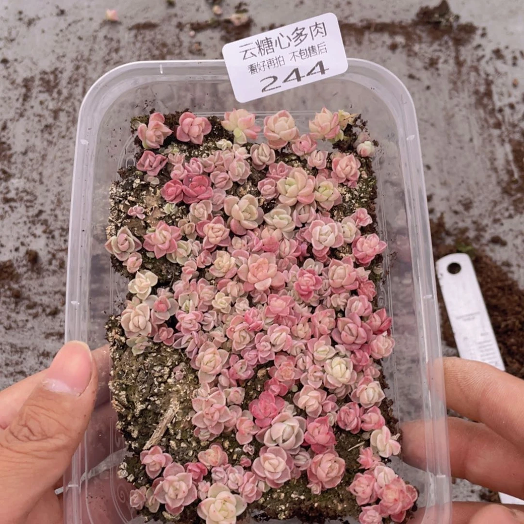 云糖心多肉植物244