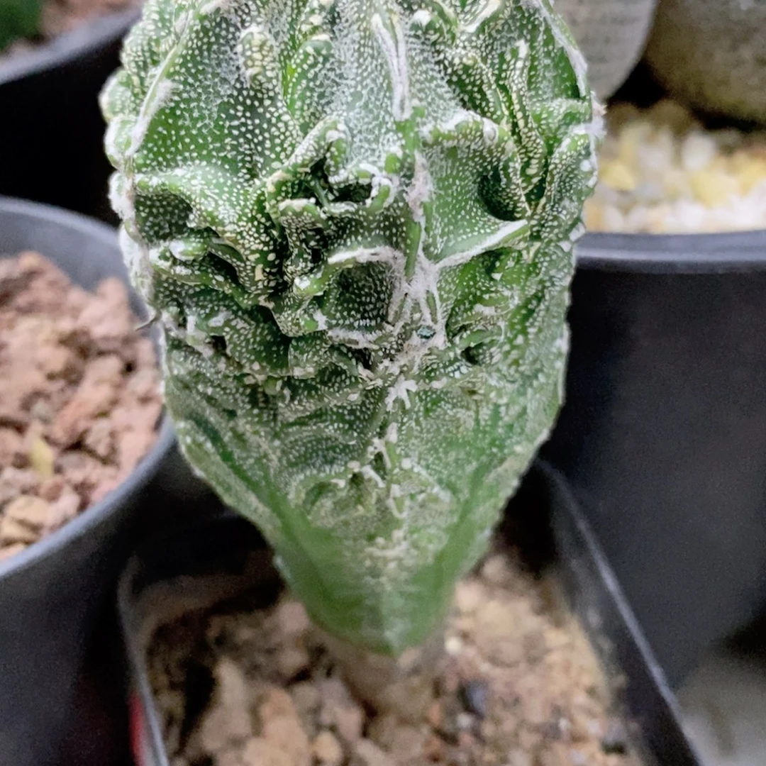 海***色仙人球实生核桃3.7脱土