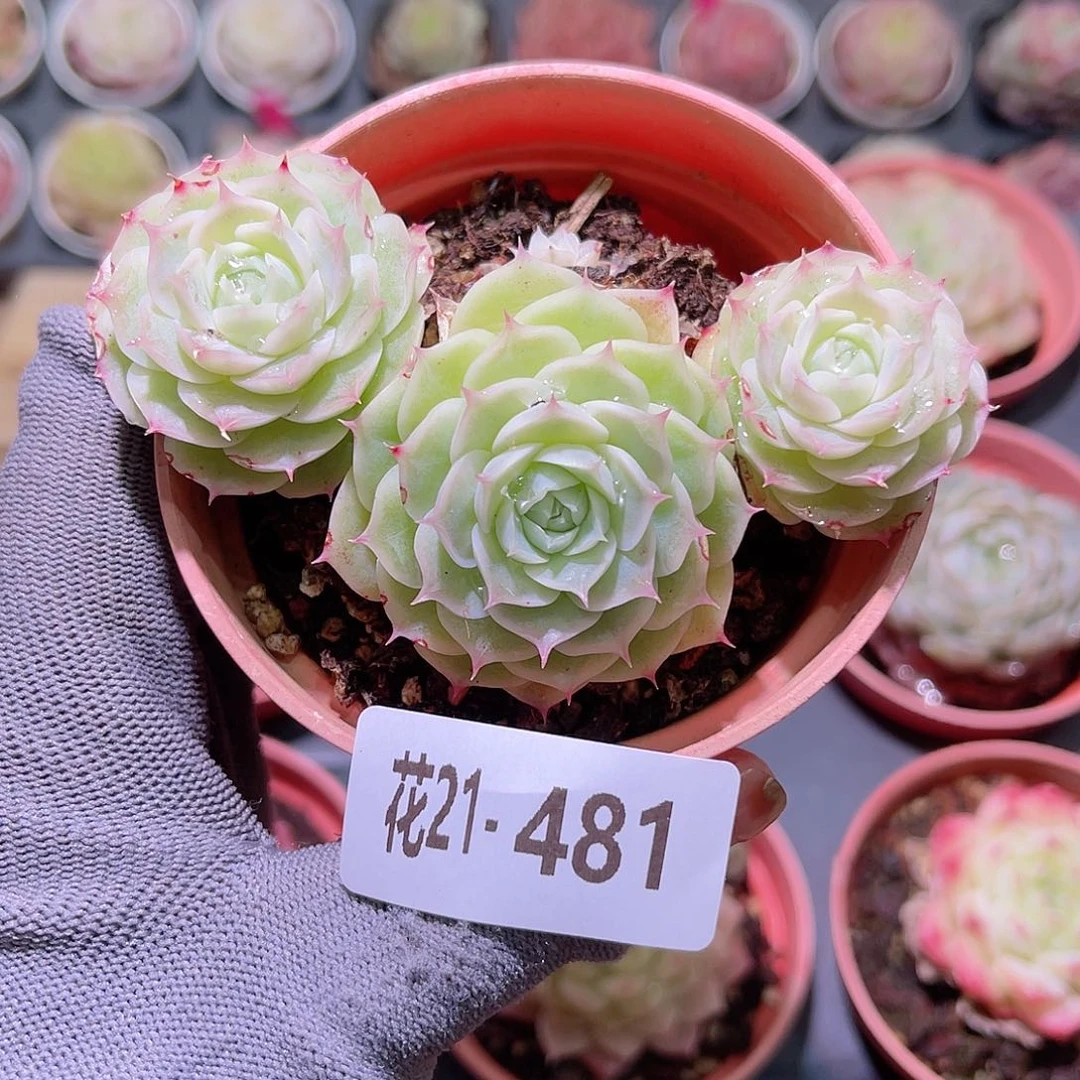 花21-481海王三头