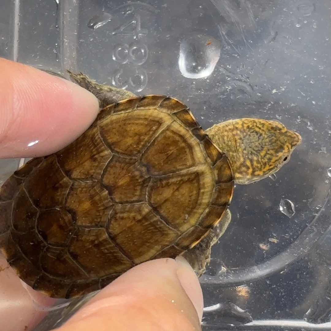 宠物龟不分公母对称增生超级满文瓦哈卡泥龟