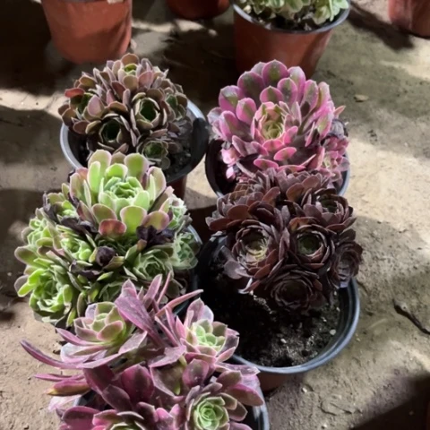 559多肉植物组合