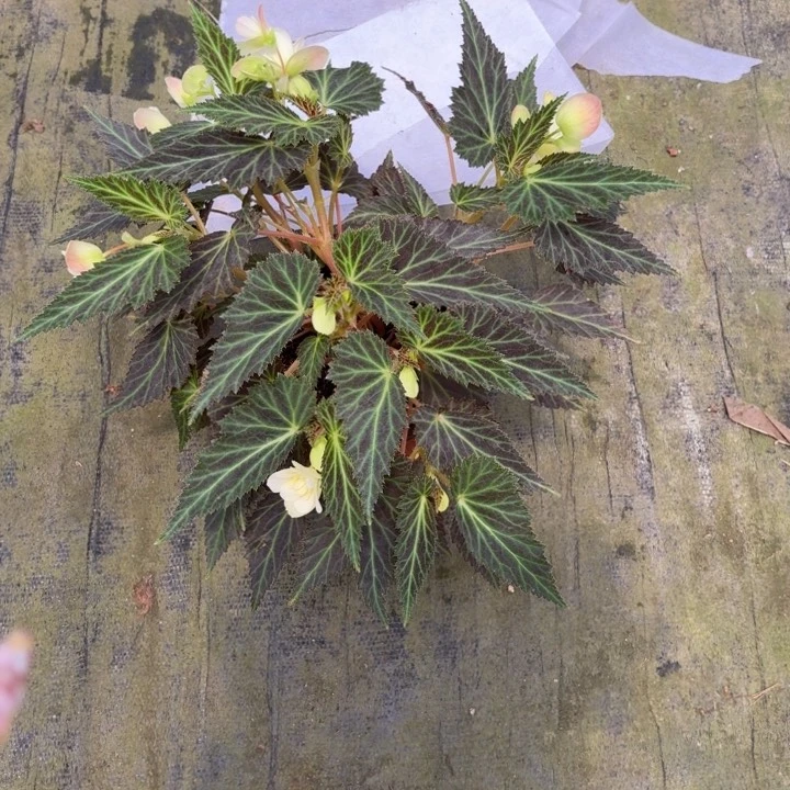 完全开放柠檬浆果大盆