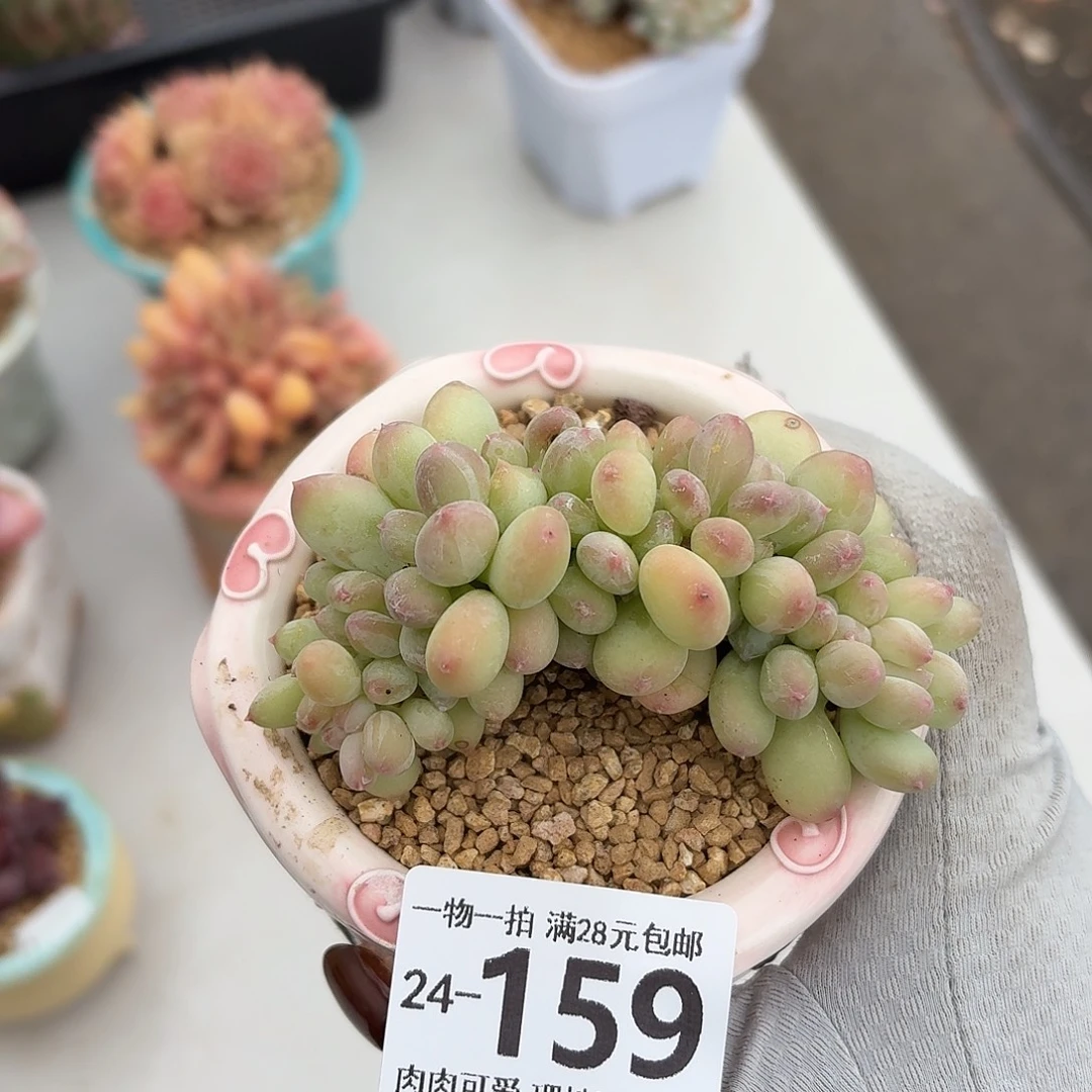 三日月美人缀化无盆土发货无