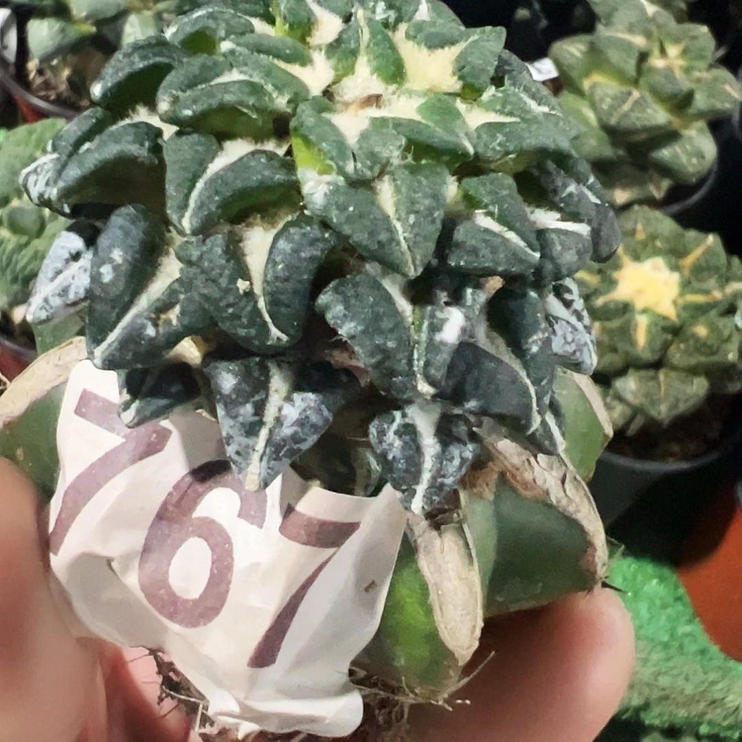 无花朵风车姬牡丹767