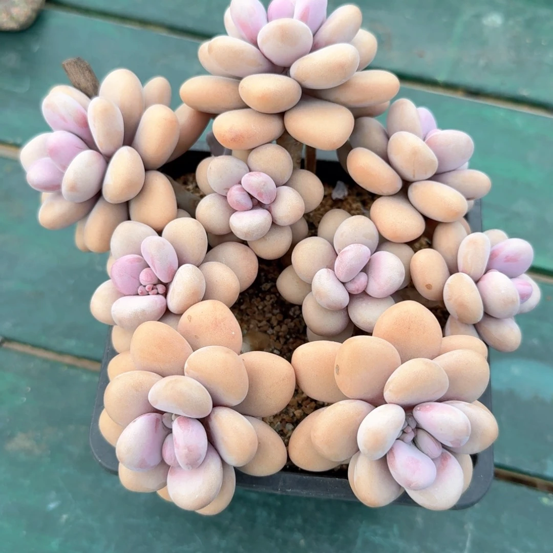 桃蛋一物一拍拍下不退不换