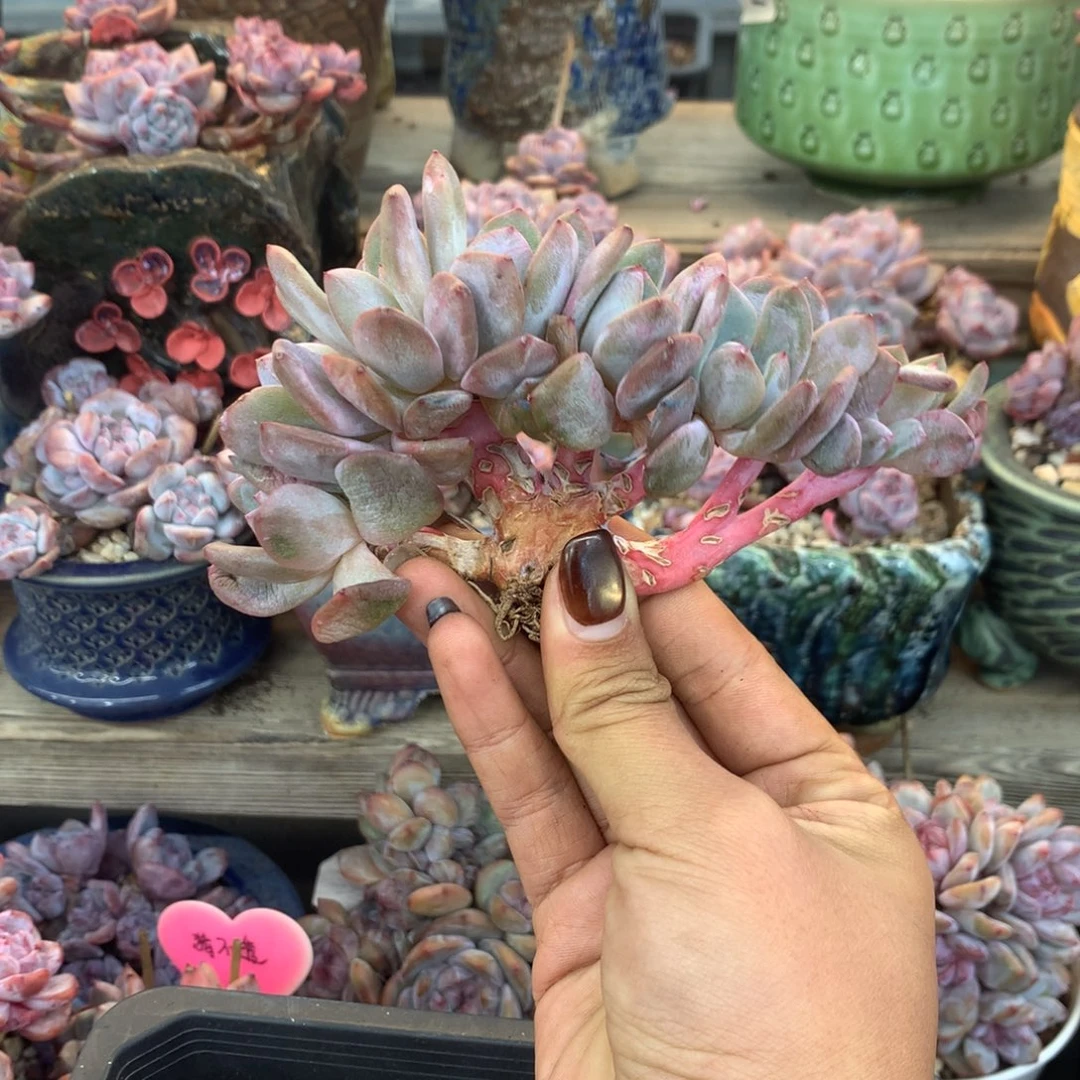 石榴籽朵朵小树花花