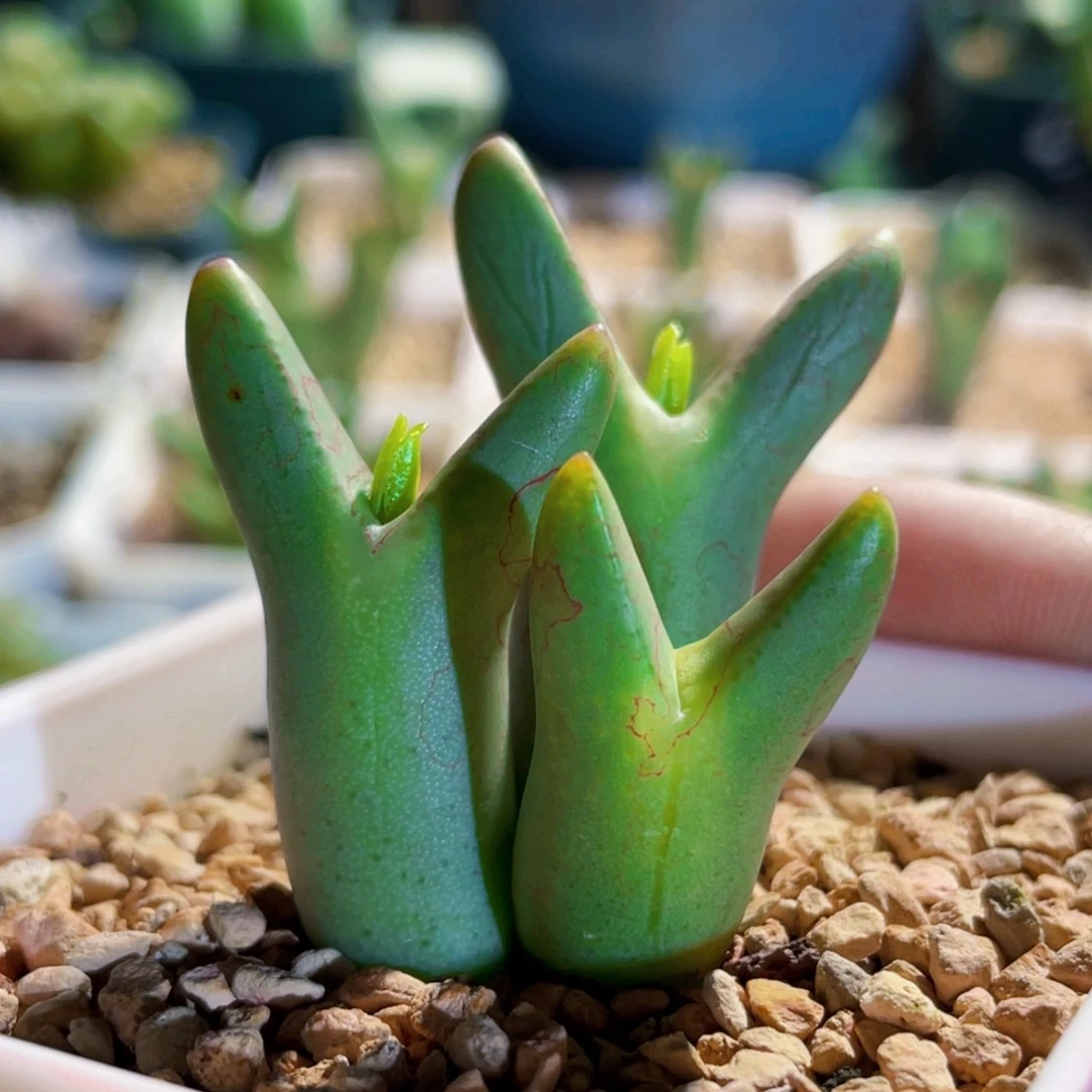 皮卡丘植物一物一拍