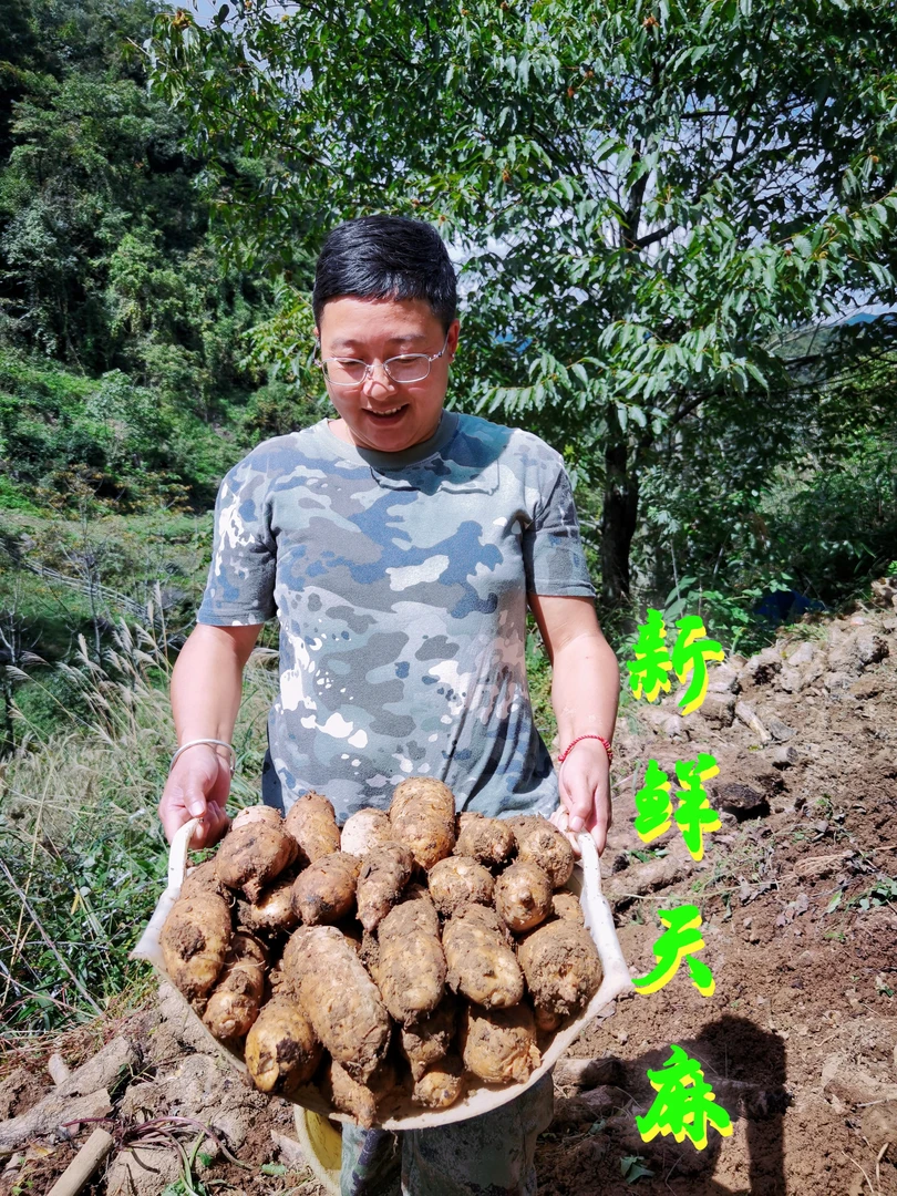 湖北天麻新鲜野生不打药健康养生农产品高山密林