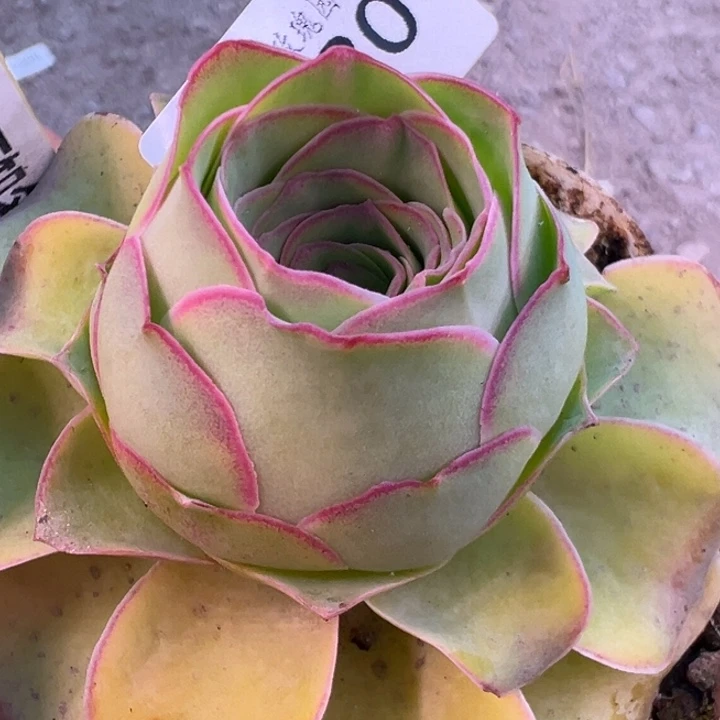 三碗130   宽边不知名福利