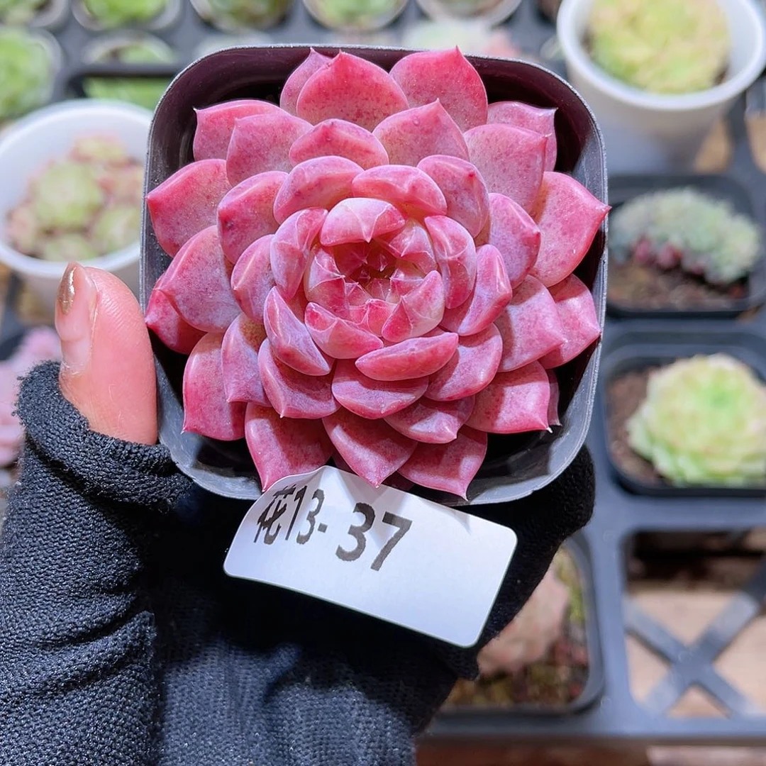 花 13- 37胭脂单头