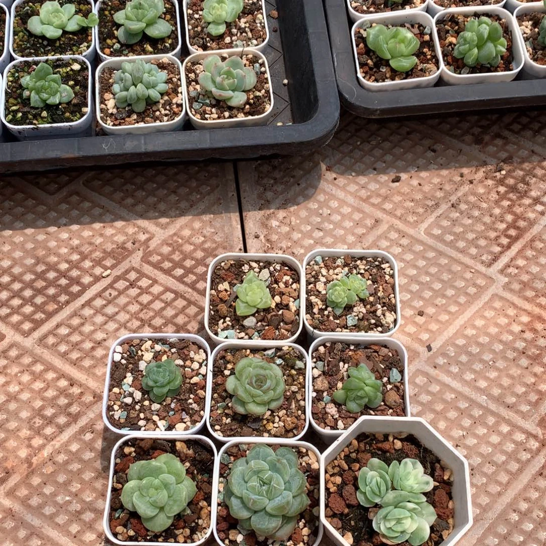 狗老板专。  拍链接