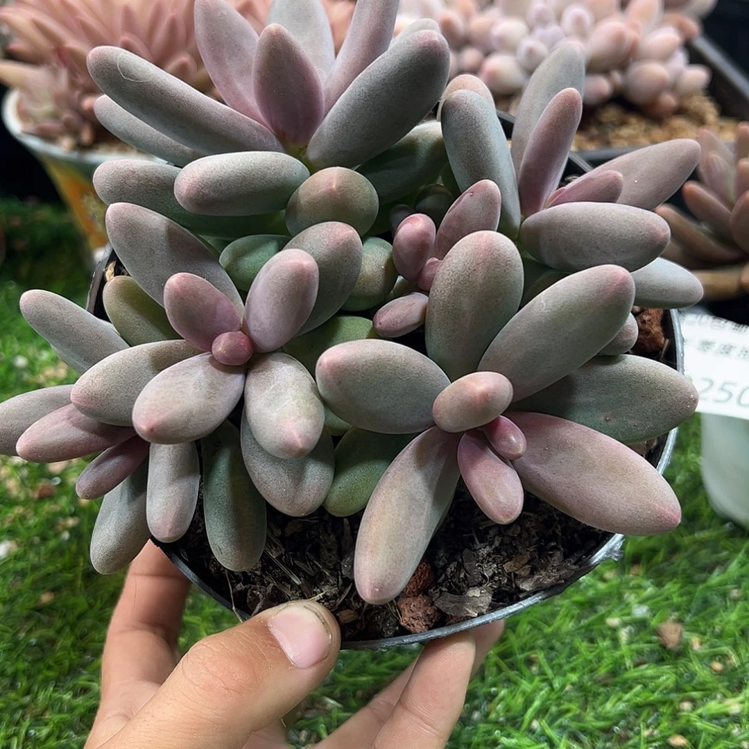 12025067 糖果美人群生无砍