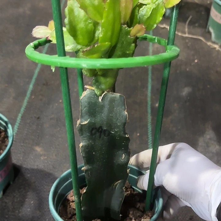 风***9当前无花栽培后可以开花