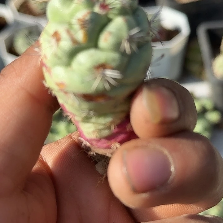 帝王丸子落地生根