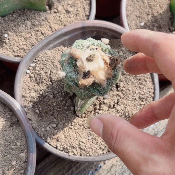 手**艺哥斯拉十颗三角嫁接