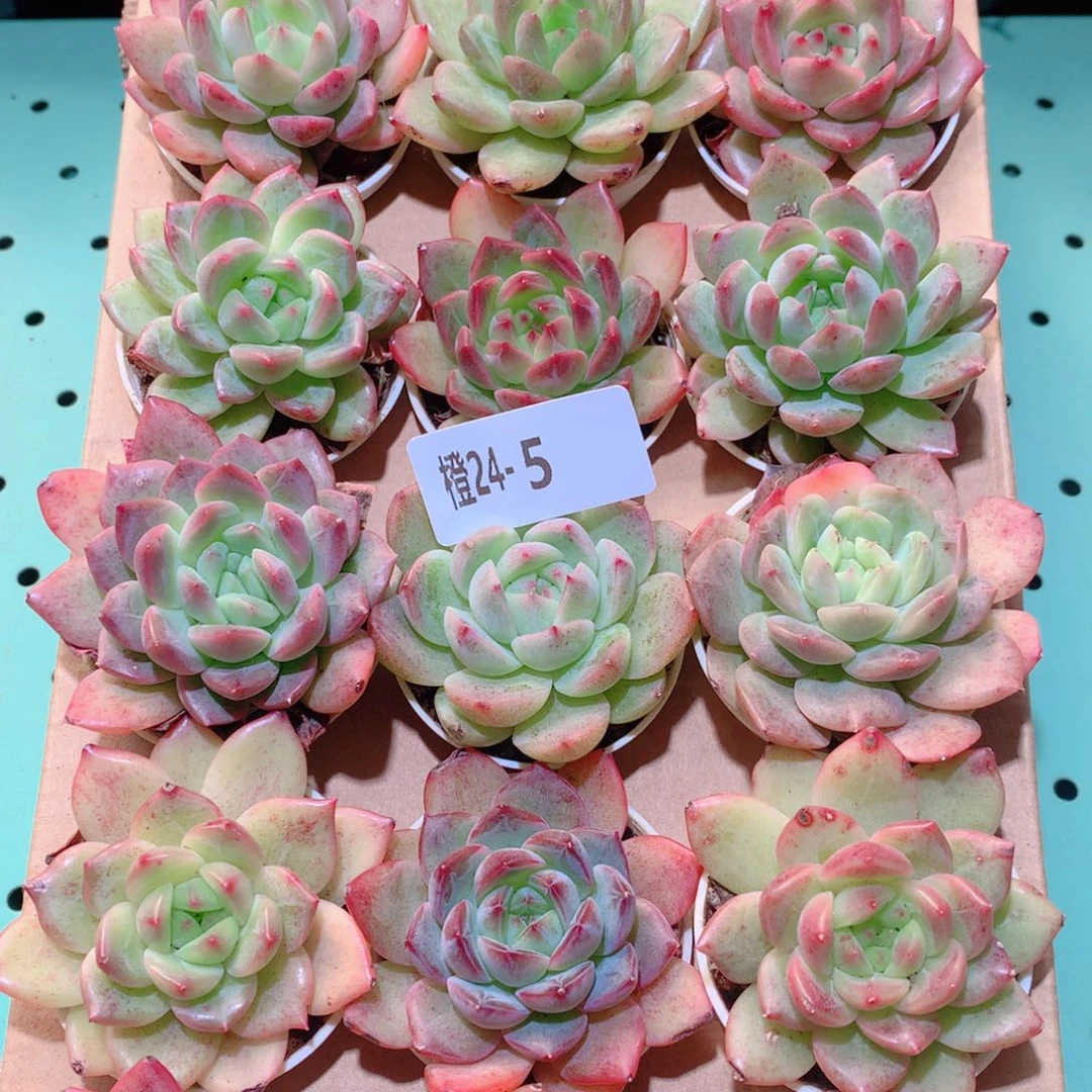 24-5一物一拍多肉带盆18颗