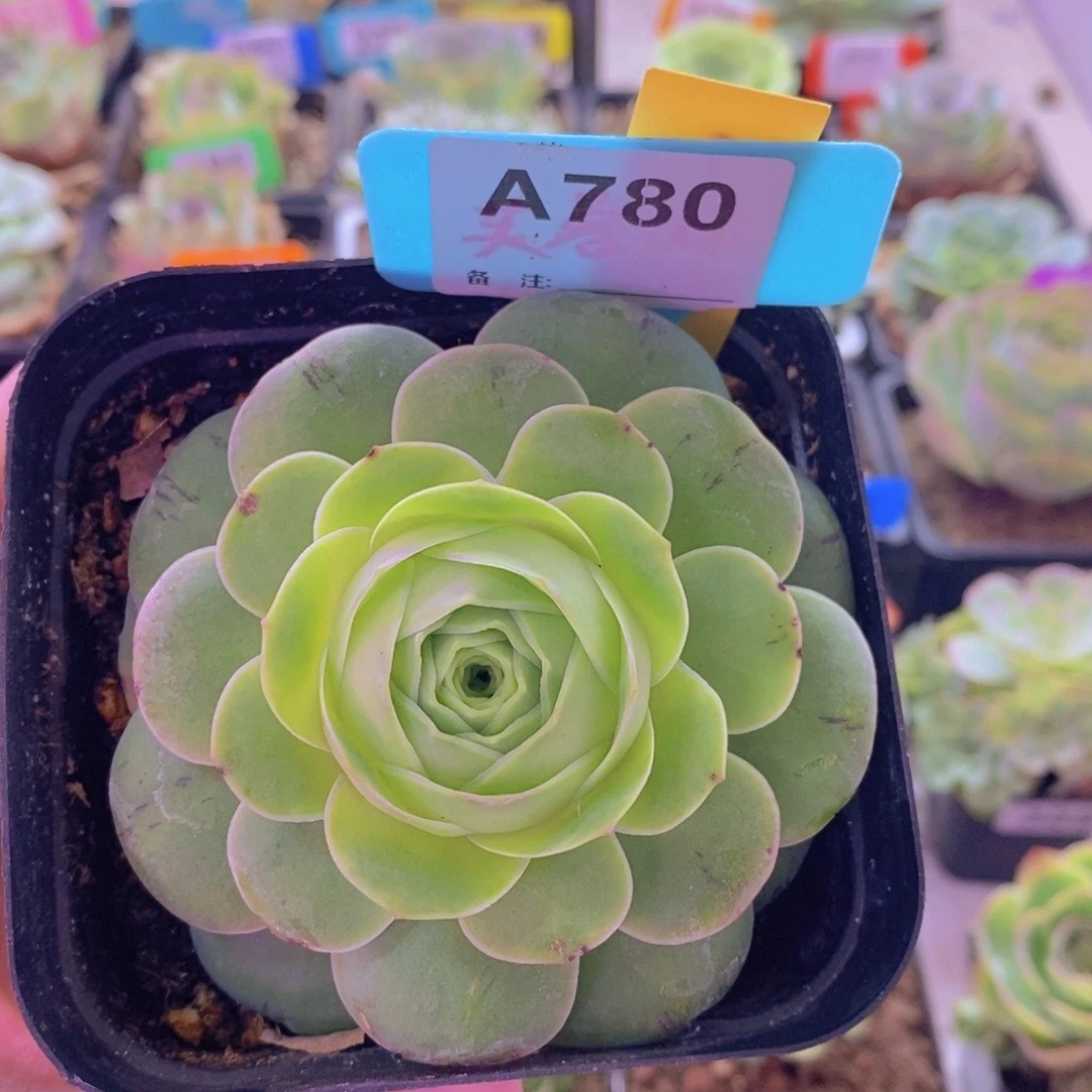 山地玫瑰一物一拍帕拉梅拉蜜780