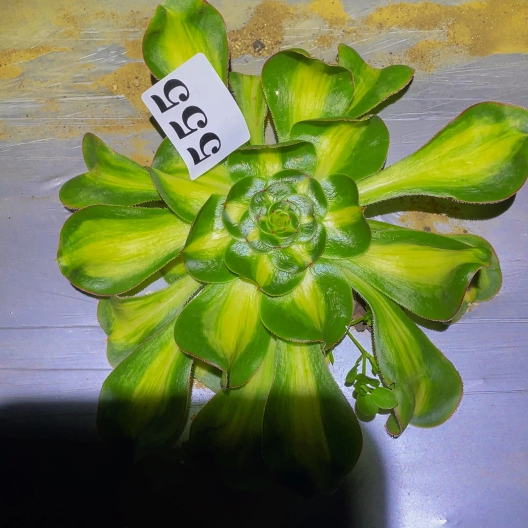 暴君多肉植物多肉555